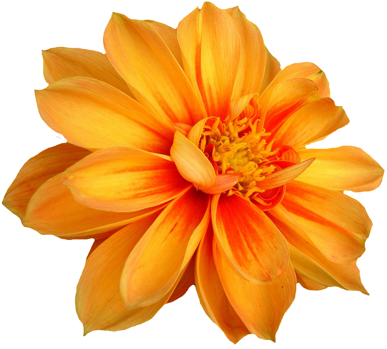 build ios database apps with swift and sqlite peach flowers