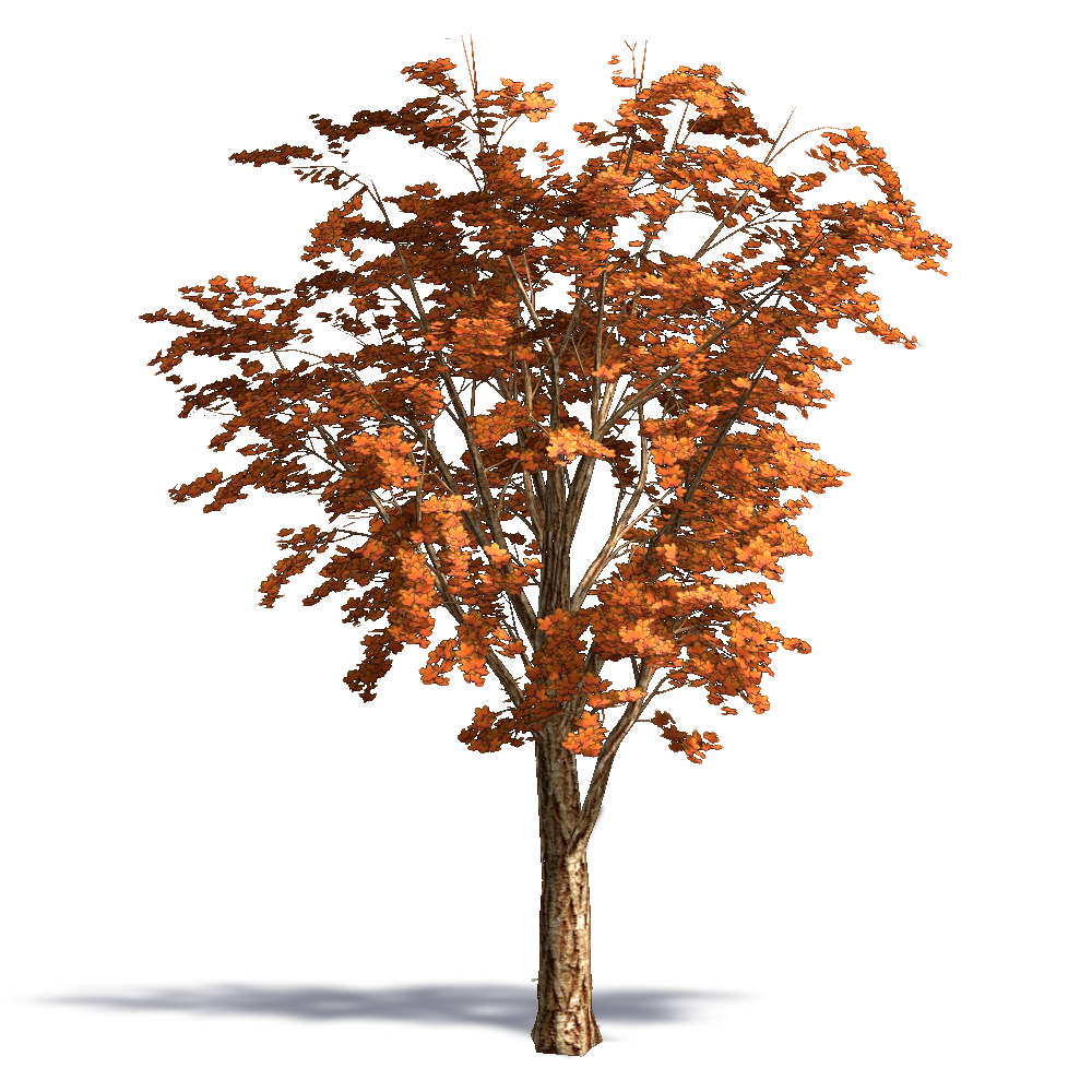 building information modeling acer acuminatum autocad autodesk revit 3d computer graphics acer tree