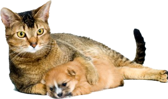 Cat Lying With Puppy Close View
