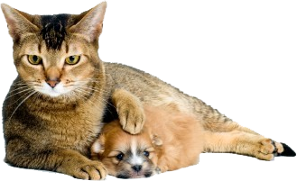 Cat Lying With Puppy