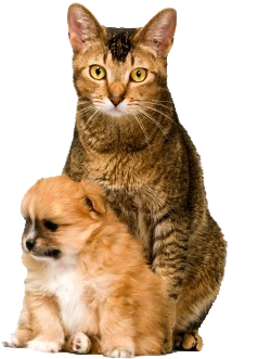 Cat Sitting Behind Puppy