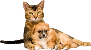 Cat Sitting With Puppy