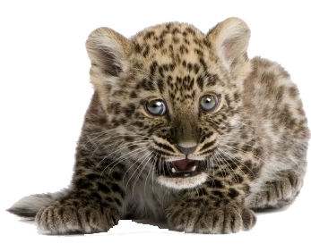 Leopard Cub Crouching Front View