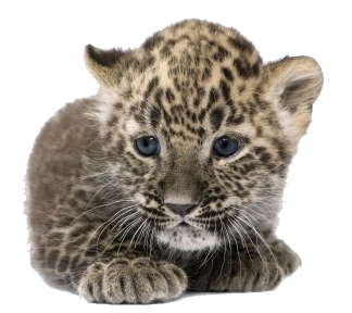 Leopard Cub Lying Front View