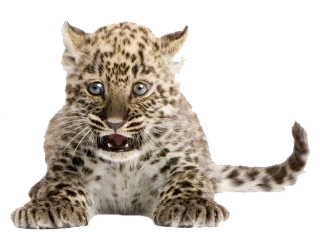 Leopard Cub Sitting Mouth Open