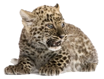 Leopard Cub Sitting Side View