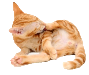 Orange Kitten Grooming Leg