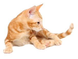 Orange Kitten Grooming