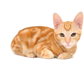 Orange Kitten Lying Front