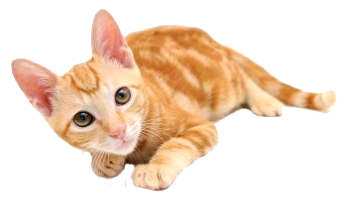 Orange Kitten Lying