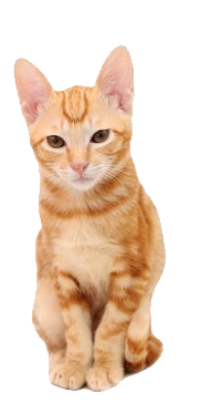 Orange Kitten Sitting