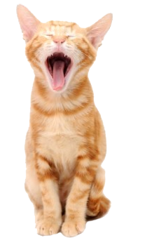 Orange Kitten Yawning