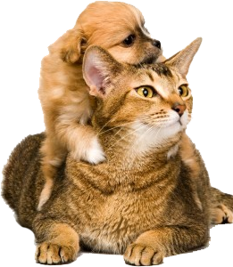 Puppy On Cat Back