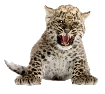Snow Leopard Cub Growling