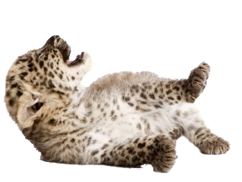 Snow Leopard Cub Lying
