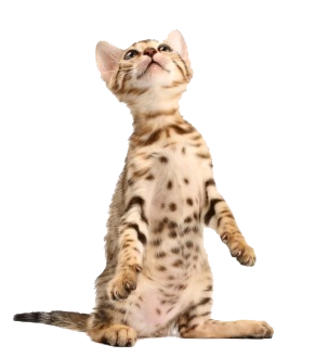Spotted Kitten Looking Up