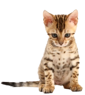 Spotted Kitten Sitting Front