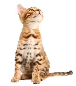 Spotted Kitten Sitting Looking Up