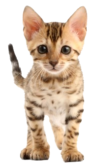 Spotted Kitten Standing