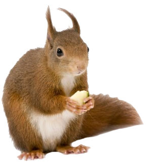 Squirrel Eating Front View