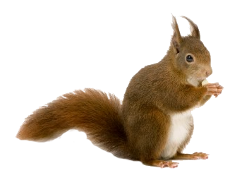 Squirrel Eating Side View