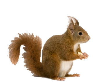 Squirrel Sitting Side View