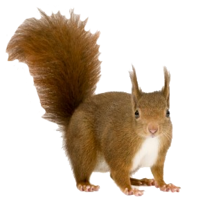 Squirrel Standing Front View