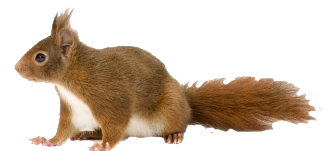 Squirrel Walking Side View