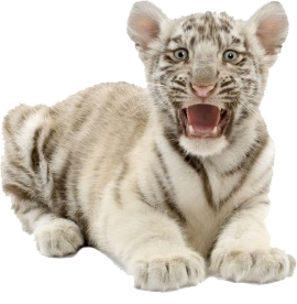 White Tiger Cub Lying