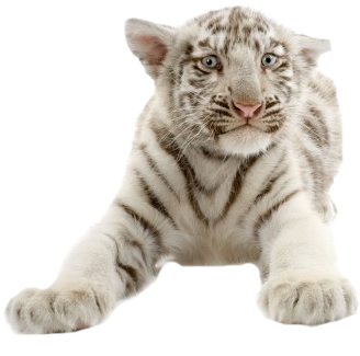 White Tiger Cub Sitting