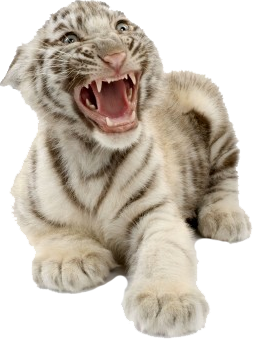 White Tiger Cub Yawning
