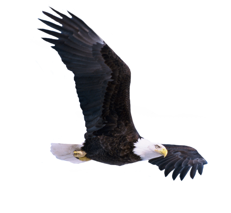 Bald Eagle Flying Side View