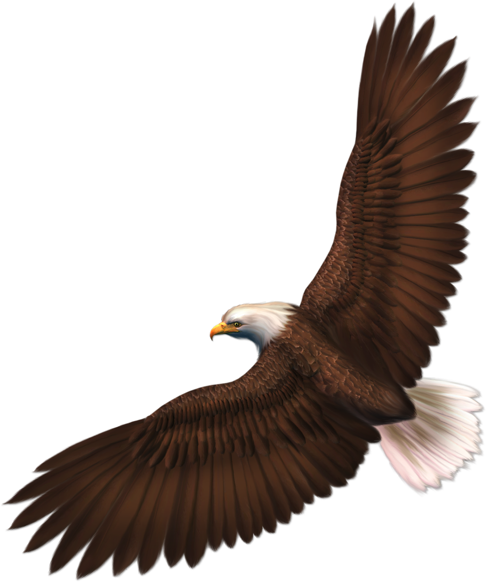 Bald Eagle Flying
