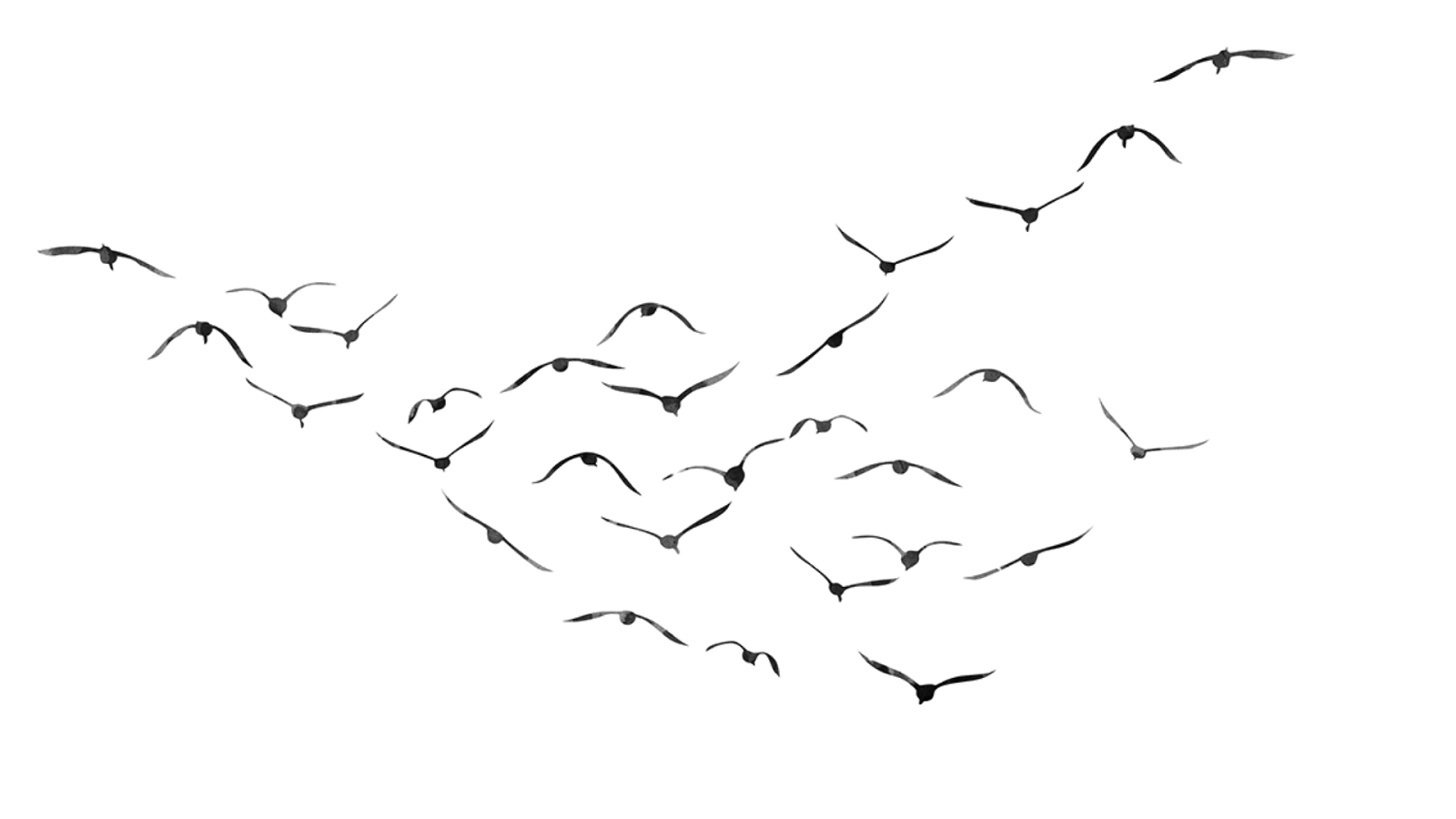 Bird Flock Flying Silhouette