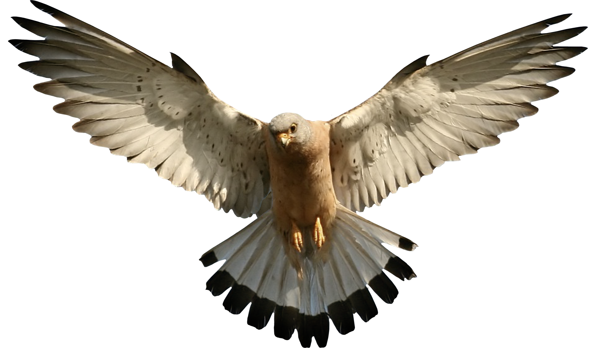 Bird Of Prey Flying