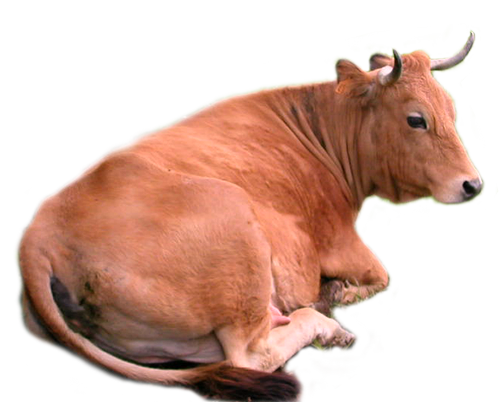 Brown Cow Lying