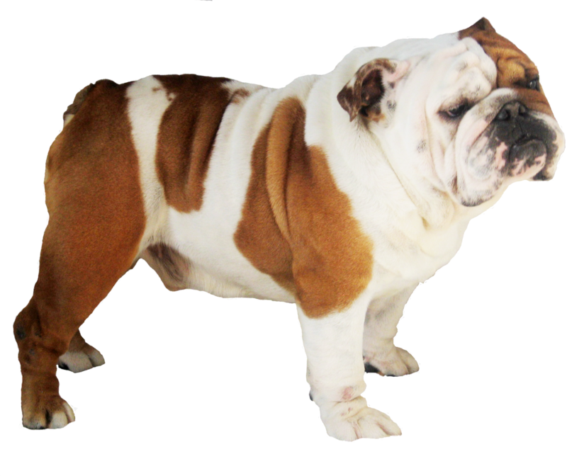 Bulldog Standing