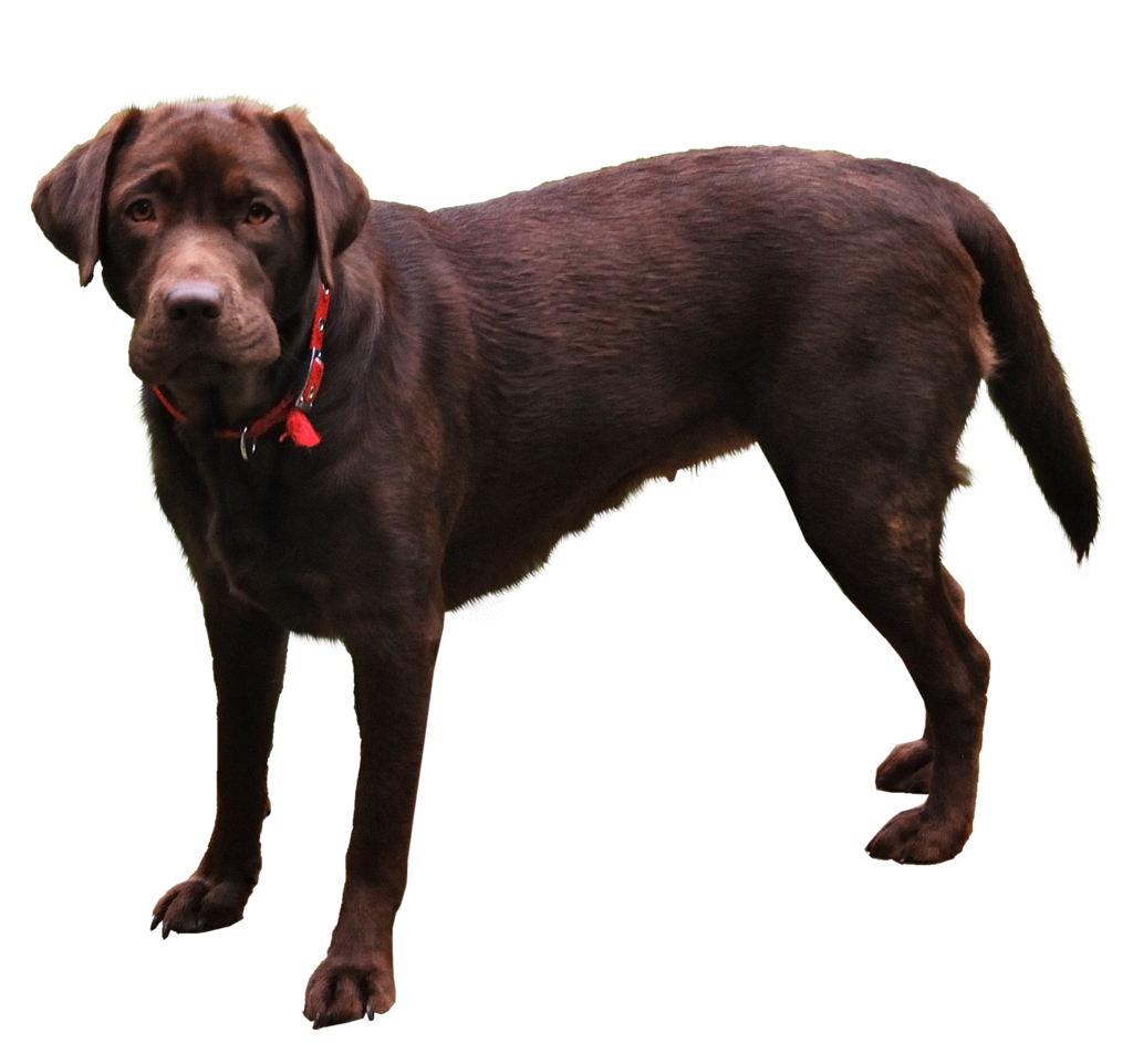 Chocolate Labrador Standing