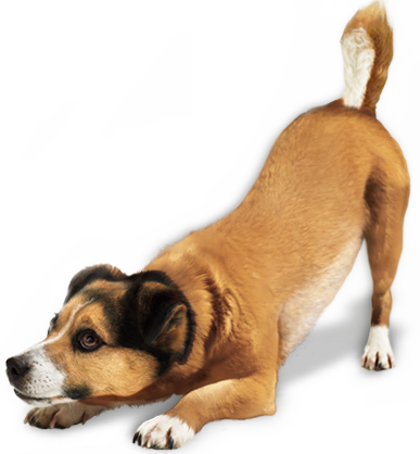 Dog Play Bow