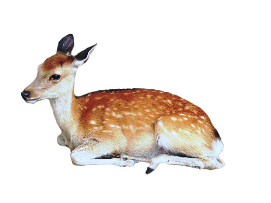 Fawn Lying