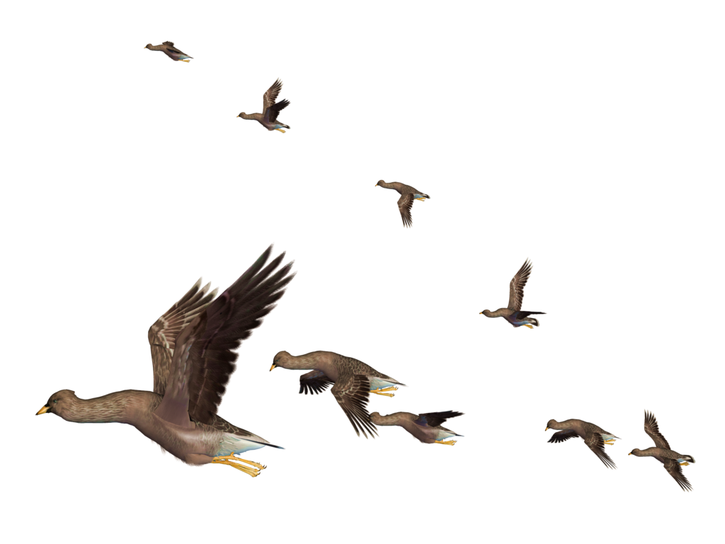 Flock Of Geese Flying