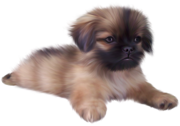 Fluffy Puppy Lying