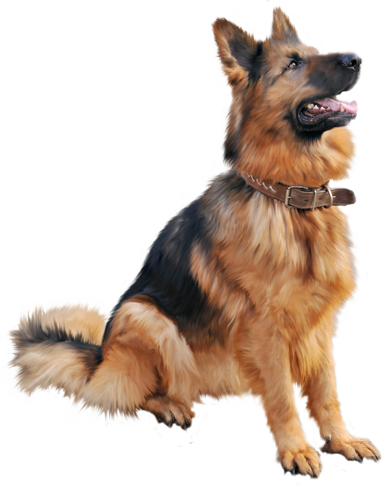 German Shepherd Sitting Side View