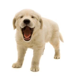 Golden Retriever Puppy Mouth Open