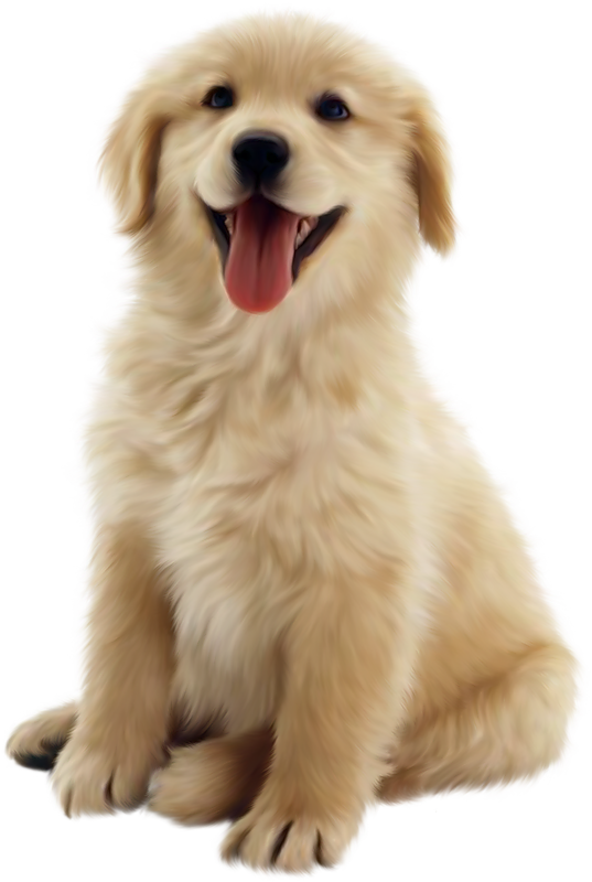Golden Retriever Puppy Sitting