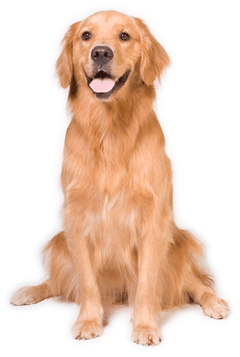 Golden Retriever Sitting