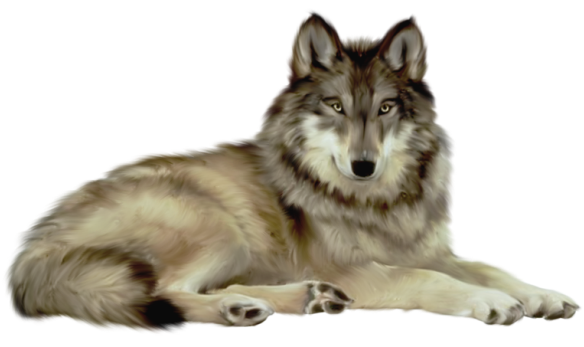 Gray Wolf Lying