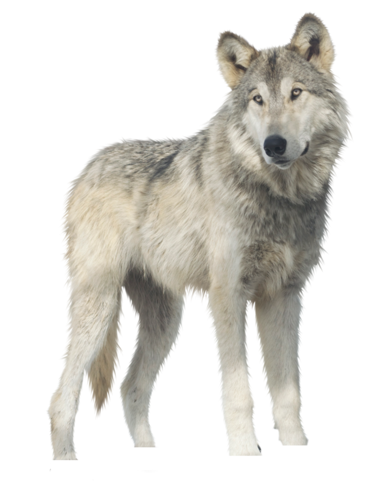 Gray Wolf Standing