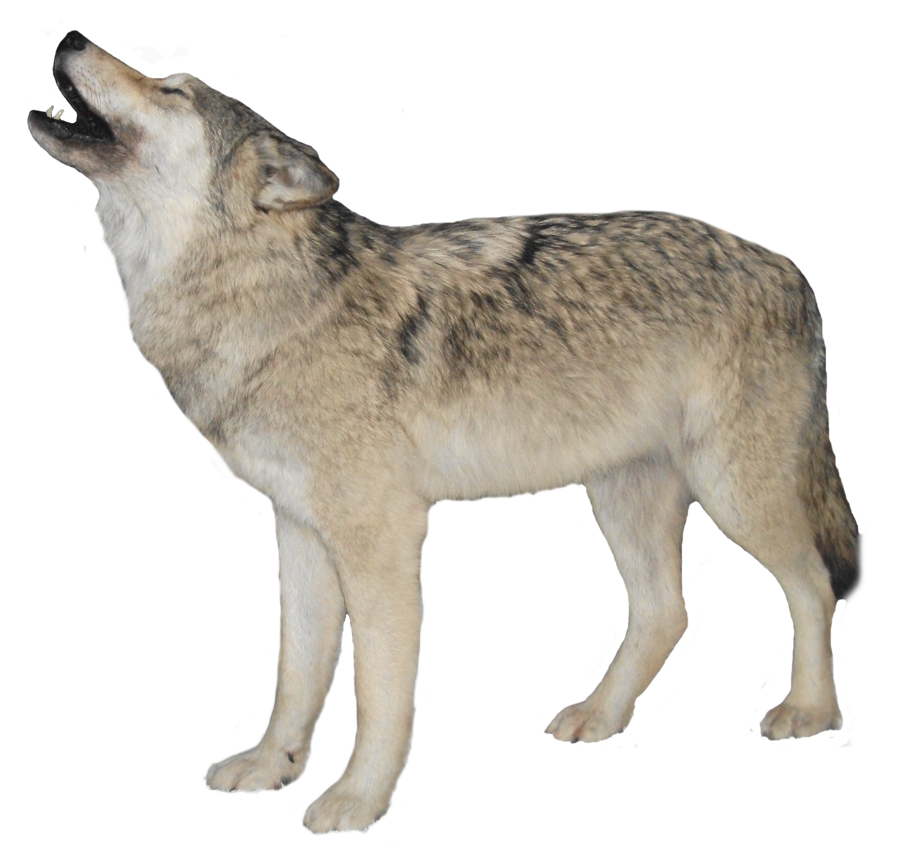 Howling Wolf