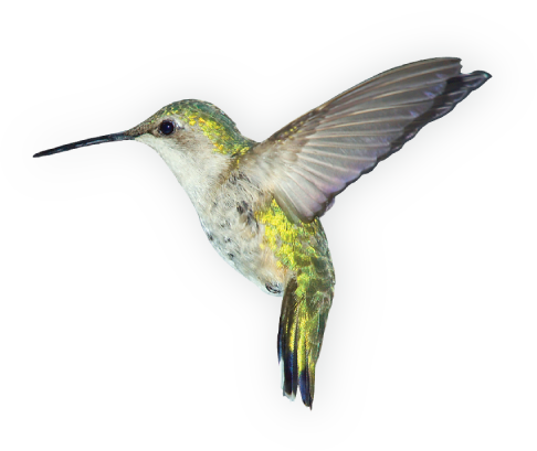 Hummingbird Flying